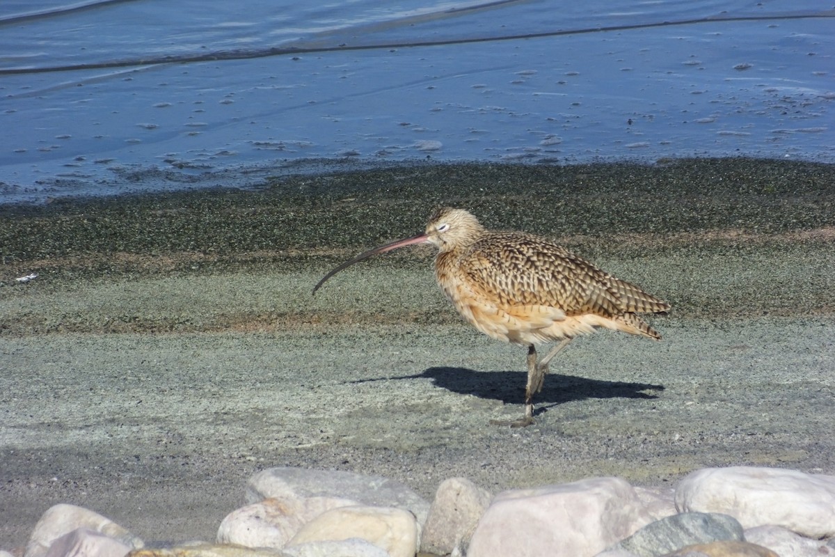 Long-billed Curlew - ML620838579