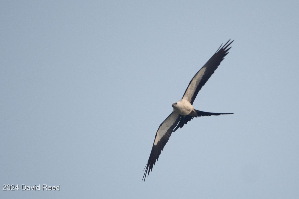 Swallow-tailed Kite - ML620838598