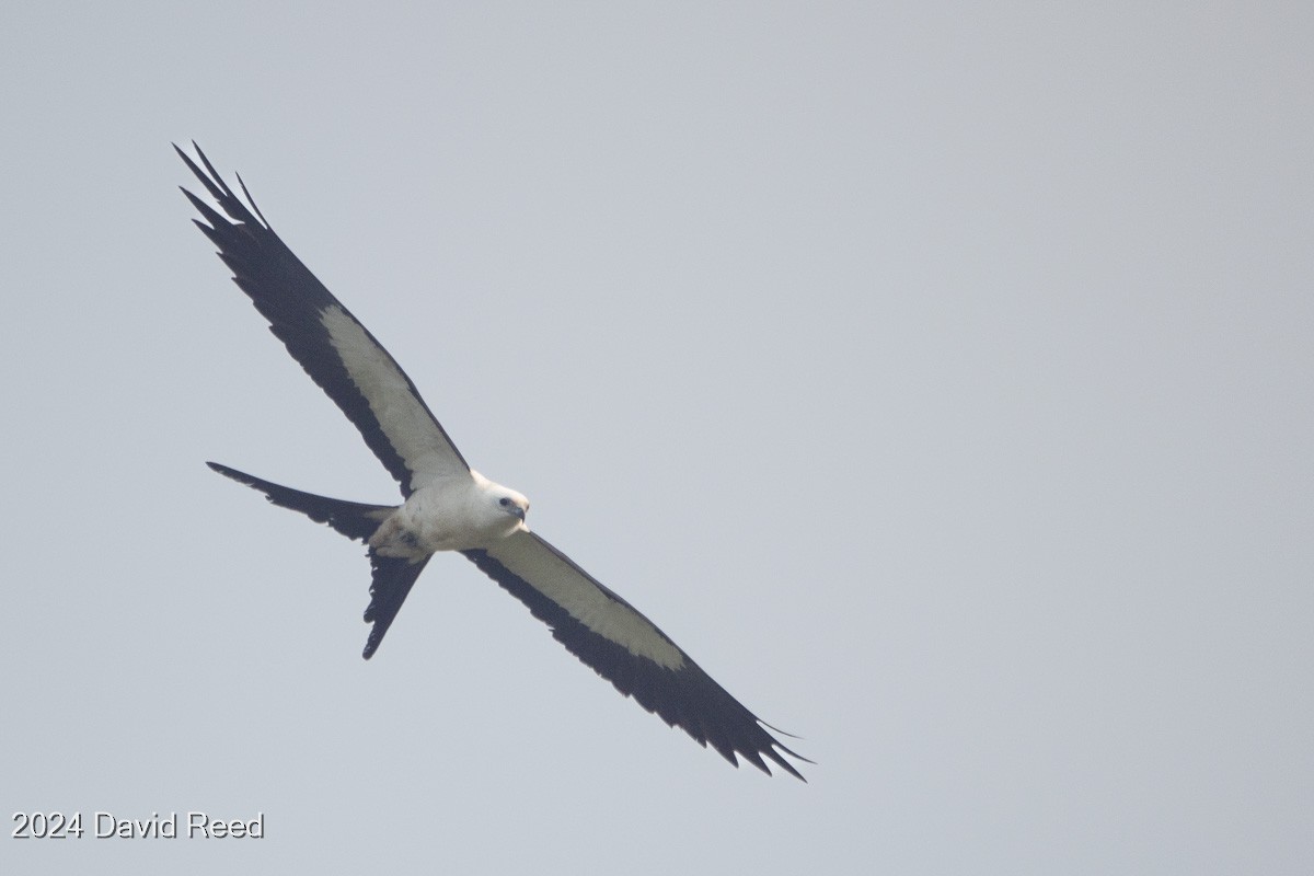 Swallow-tailed Kite - ML620838599