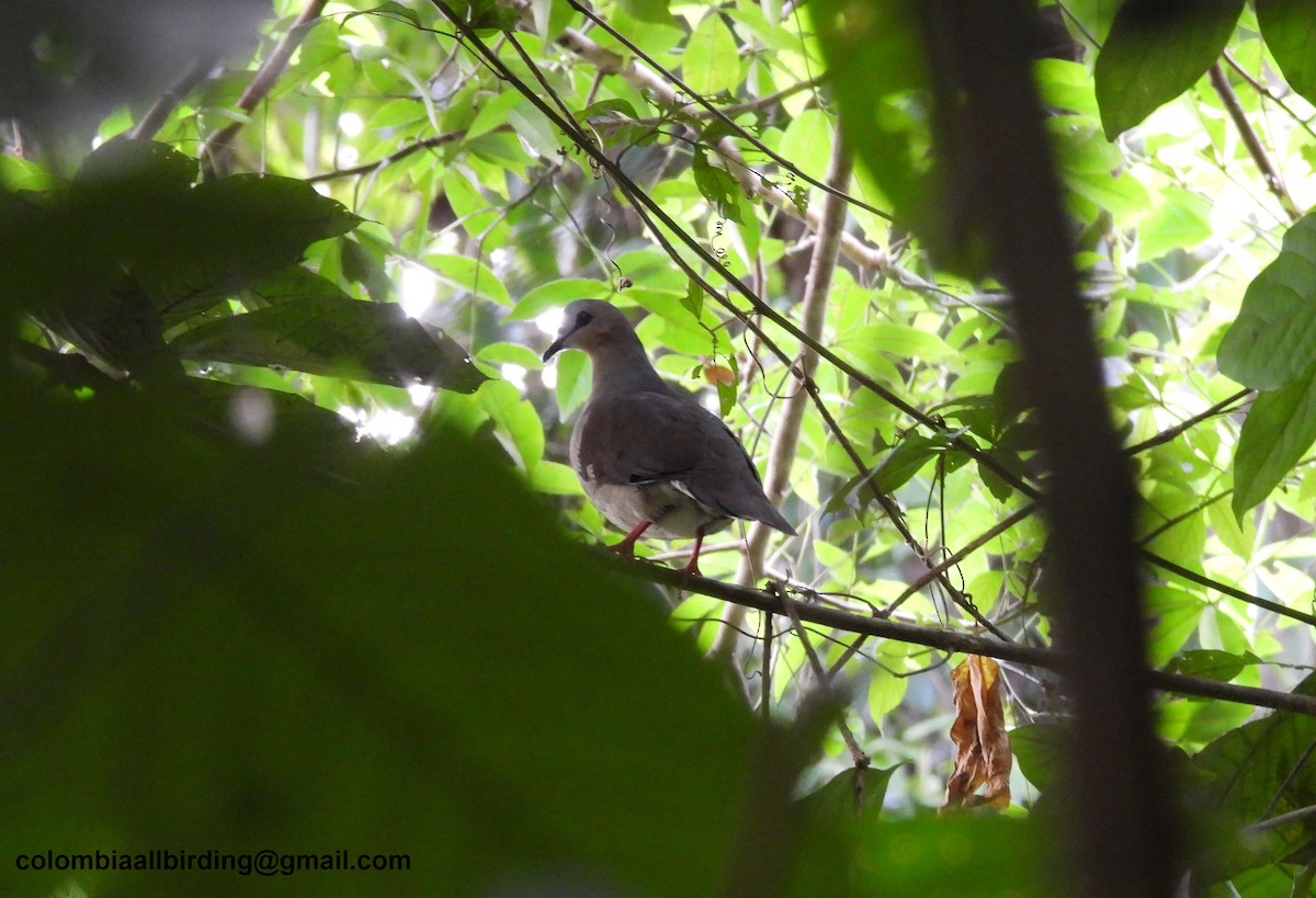 Gray-fronted Dove - ML620838600