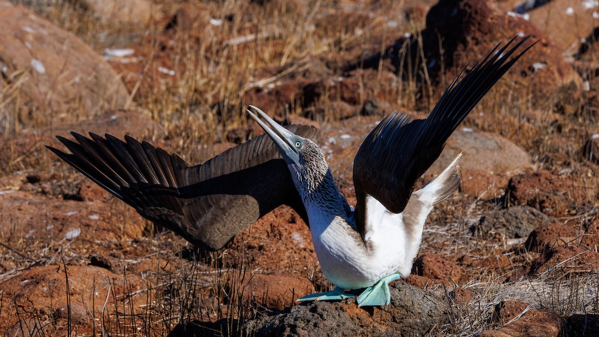 Blue-footed Booby - ML620838620