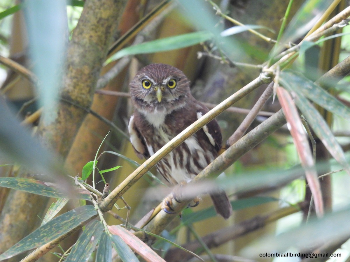 Ferruginous Pygmy-Owl - Urias Edgardo  Gonzalez Carreño