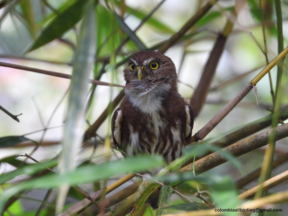 Ferruginous Pygmy-Owl - ML620838638