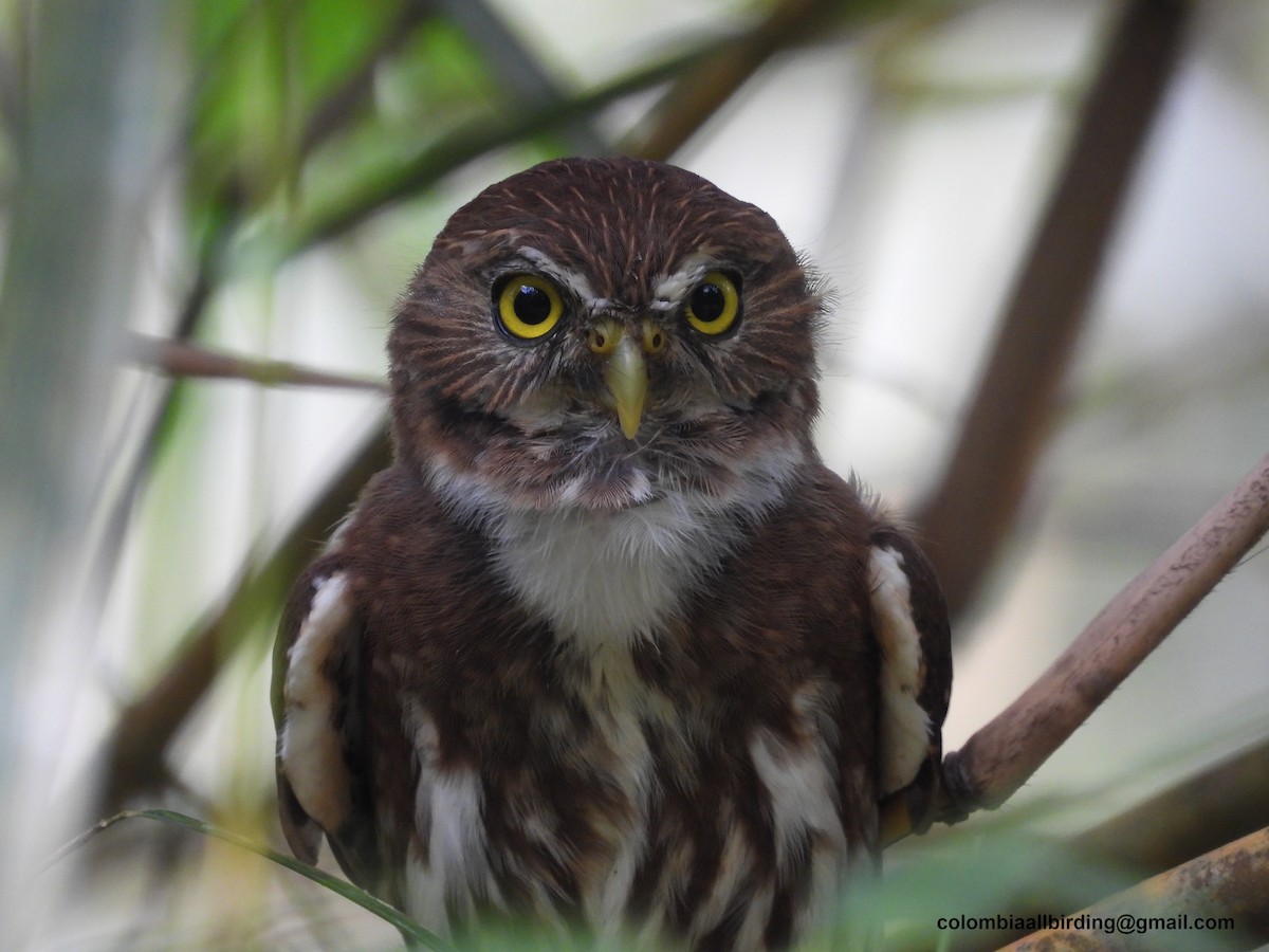 Ferruginous Pygmy-Owl - ML620838647