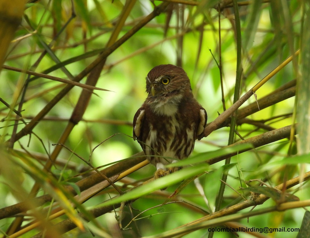 Ferruginous Pygmy-Owl - ML620838660