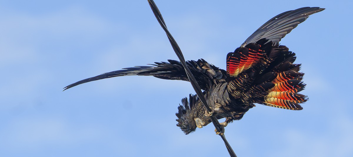 Red-tailed Black-Cockatoo - ML620838679