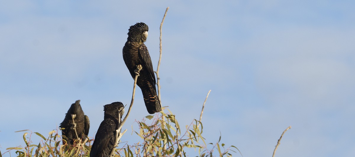 Red-tailed Black-Cockatoo - ML620838680