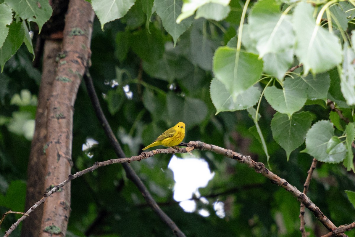Yellow Warbler - ML620838711