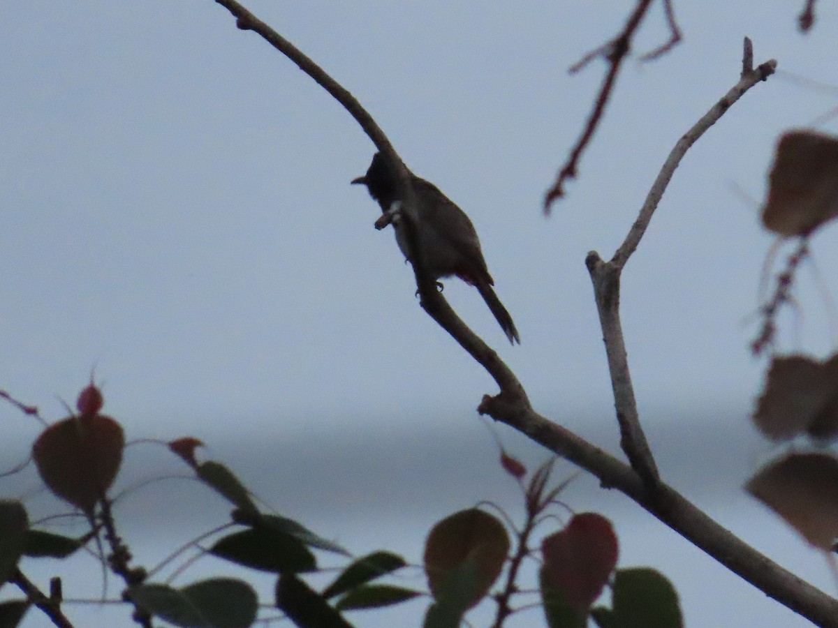 Red-vented Bulbul - ML620838712