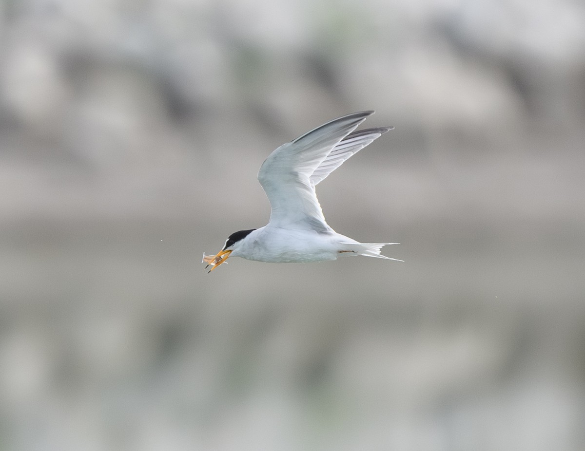 Least Tern - ML620838715