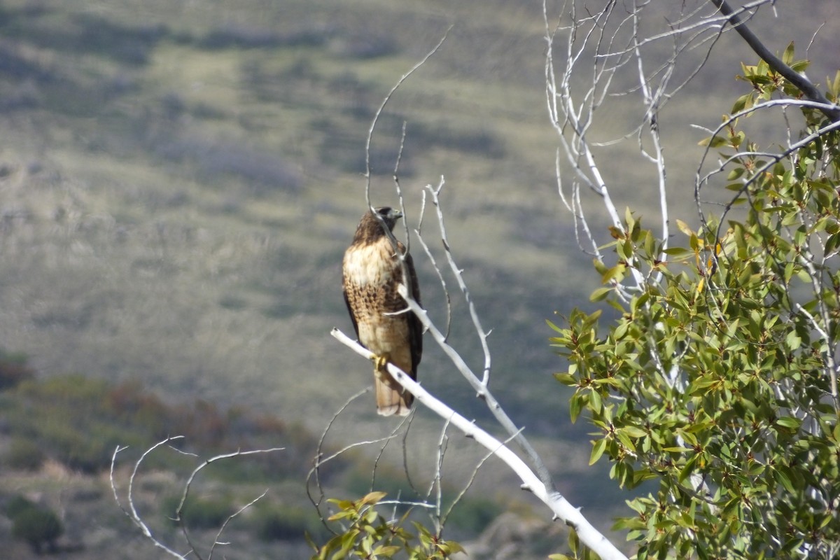 Red-tailed Hawk - ML620838749