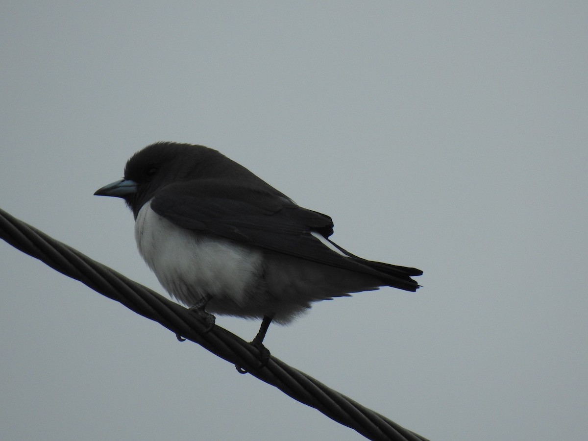 White-breasted Woodswallow - ML620838796