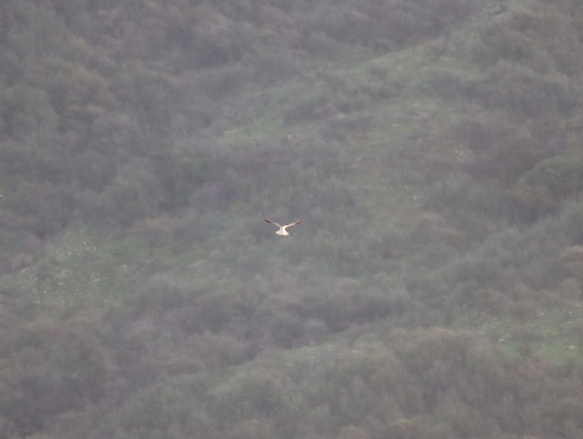 White-tailed Kite - ML620838807