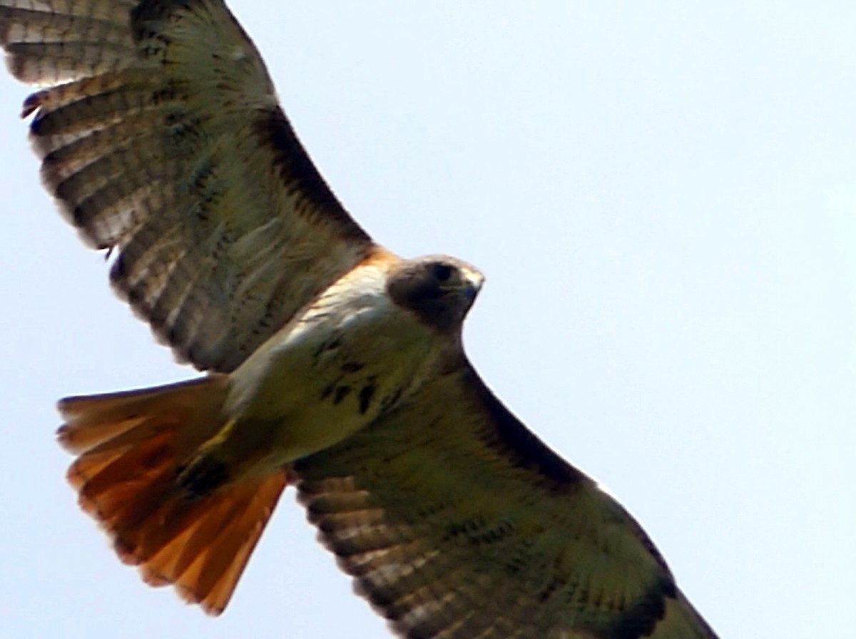 Red-tailed Hawk - ML620838829