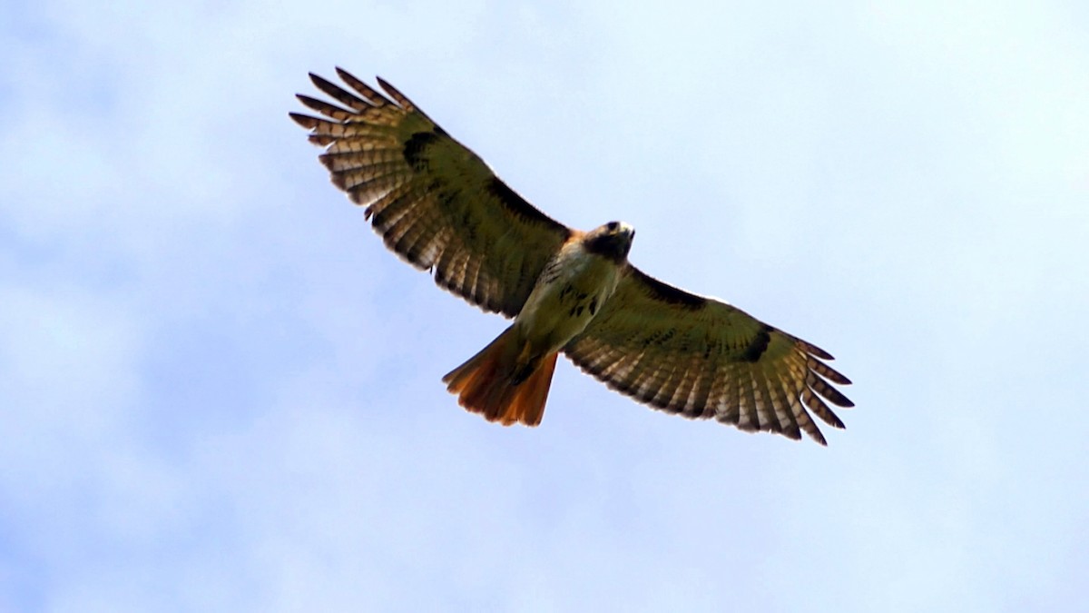 Red-tailed Hawk - Robert Langston
