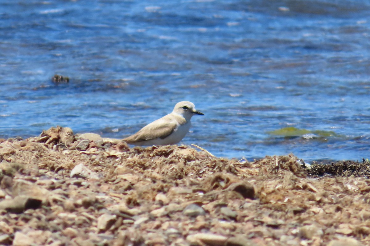 Kentish Plover - ML620838840