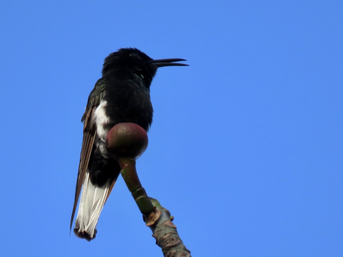 kolibřík černobílý - ML620838894