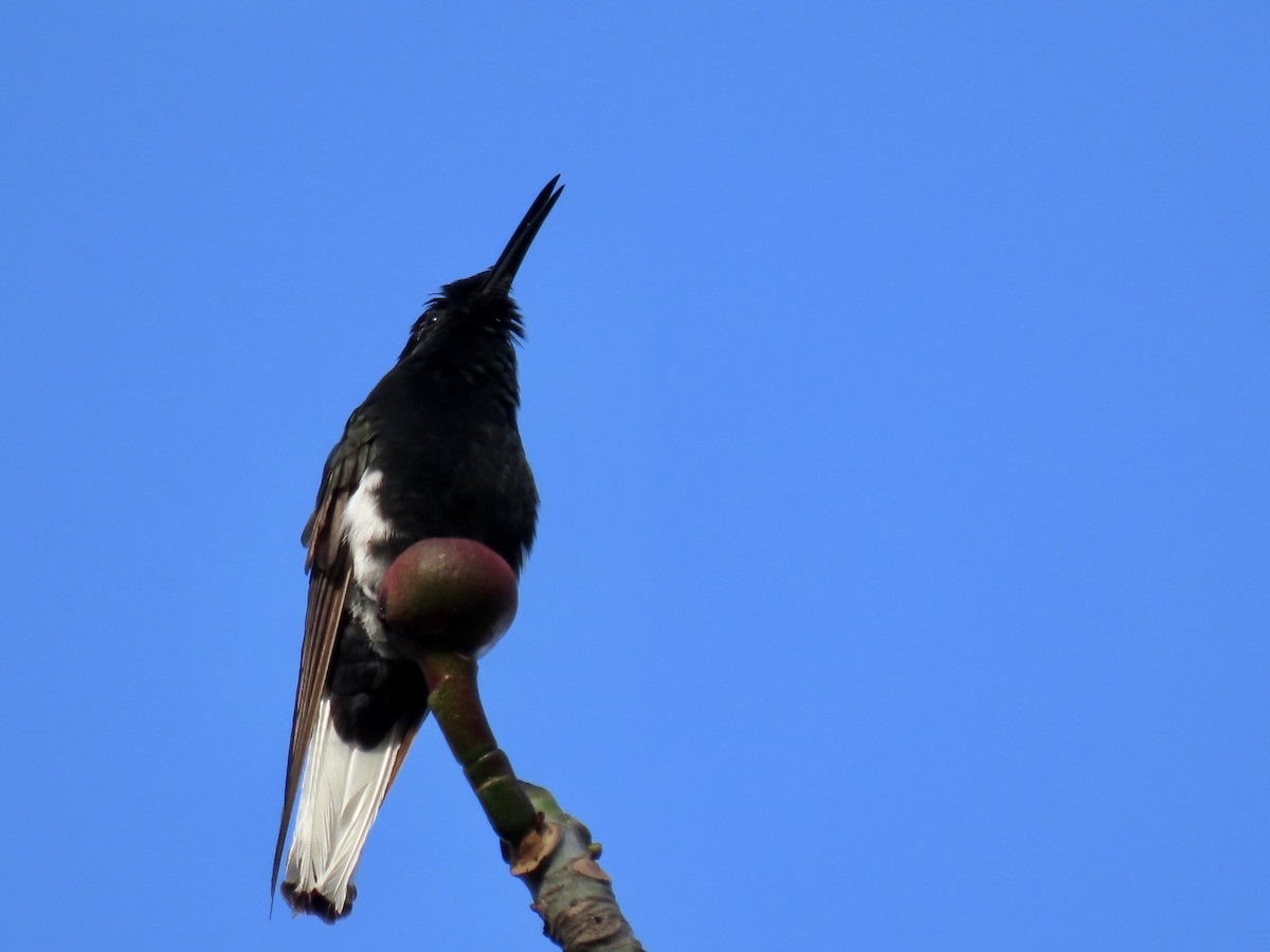 kolibřík černobílý - ML620838897