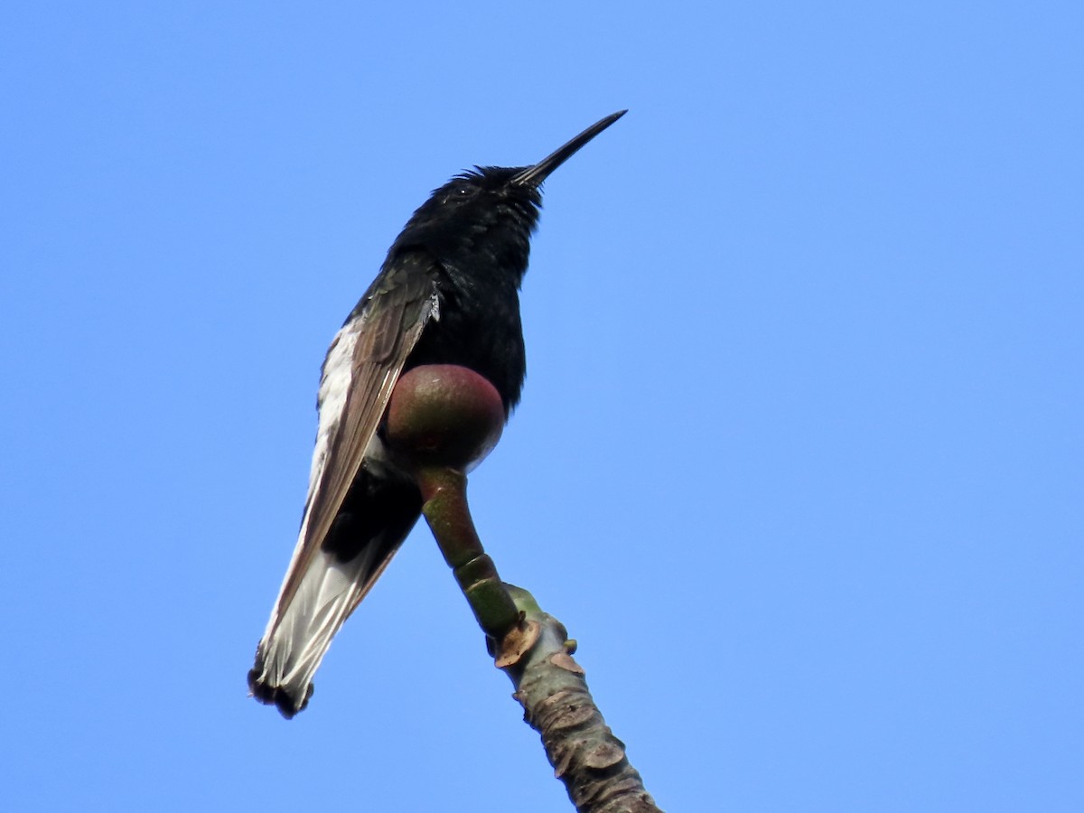 kolibřík černobílý - ML620838899
