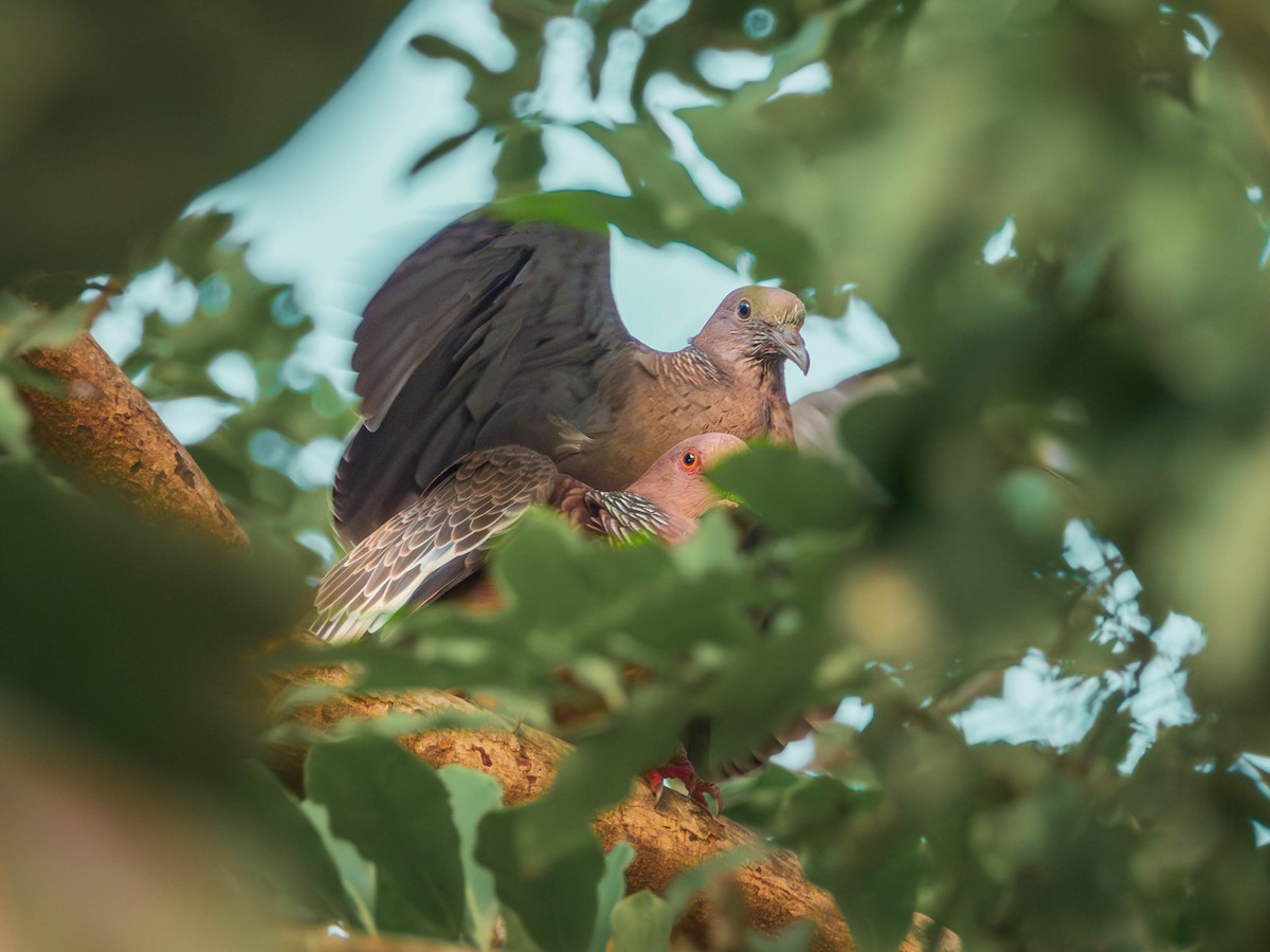 Голуб аргентинський - ML620838925