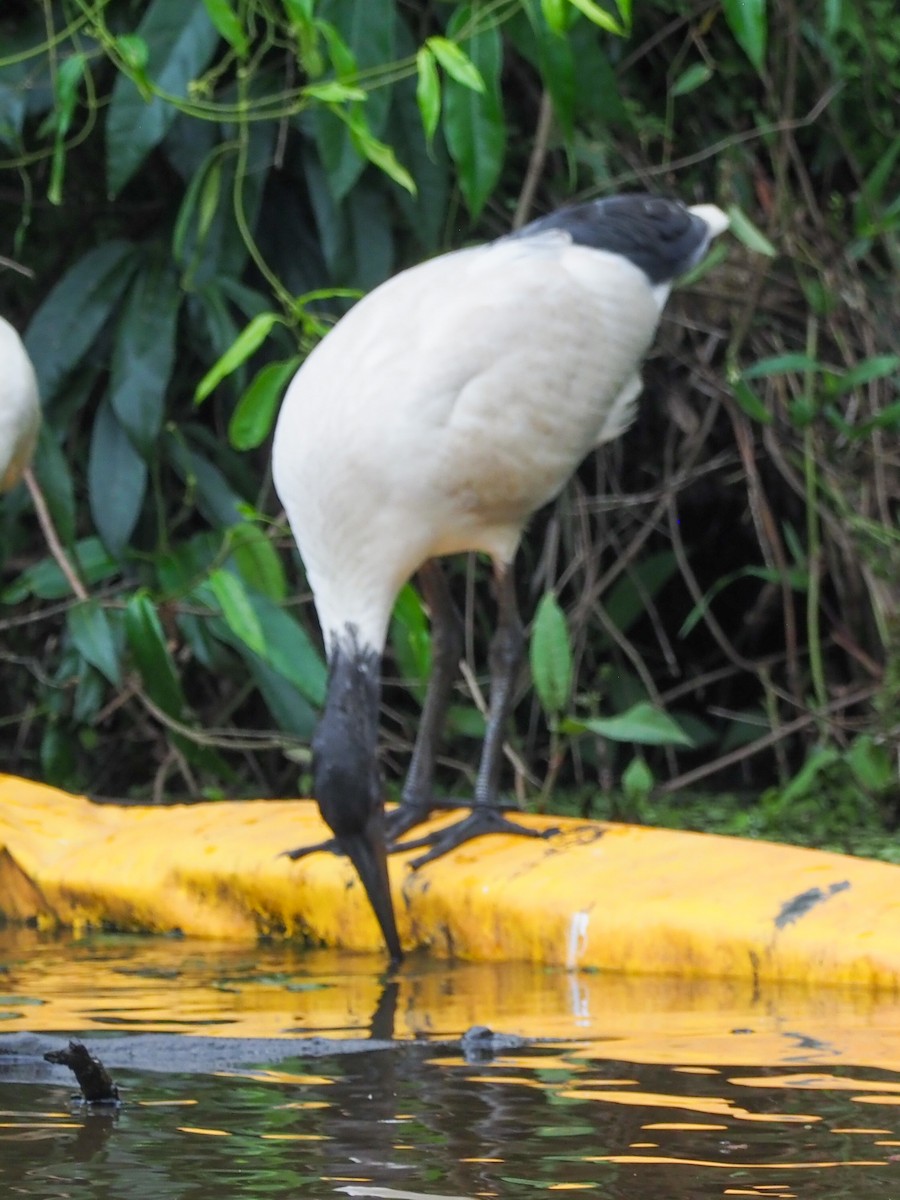 Australian Ibis - ML620838933