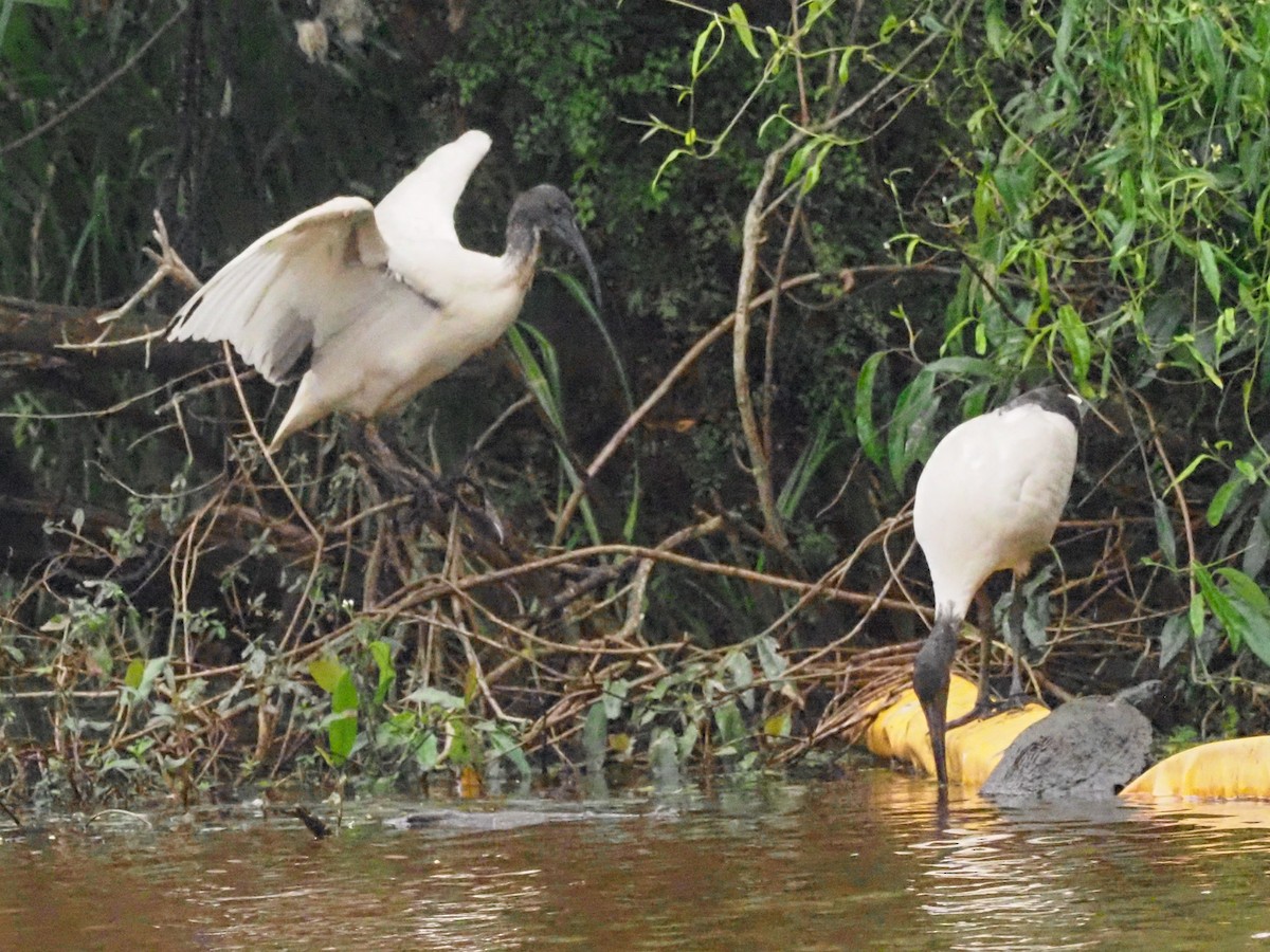 Australian Ibis - ML620838934