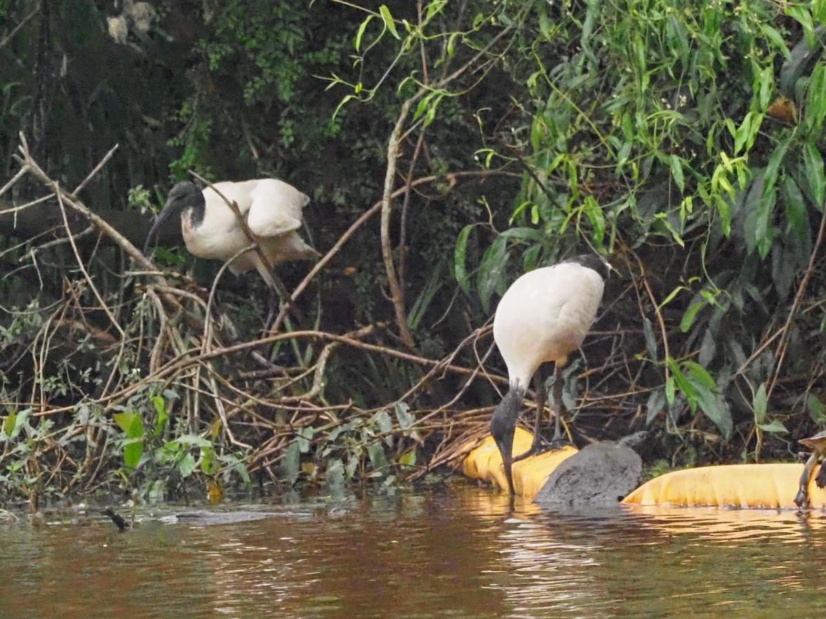 Australian Ibis - ML620838935