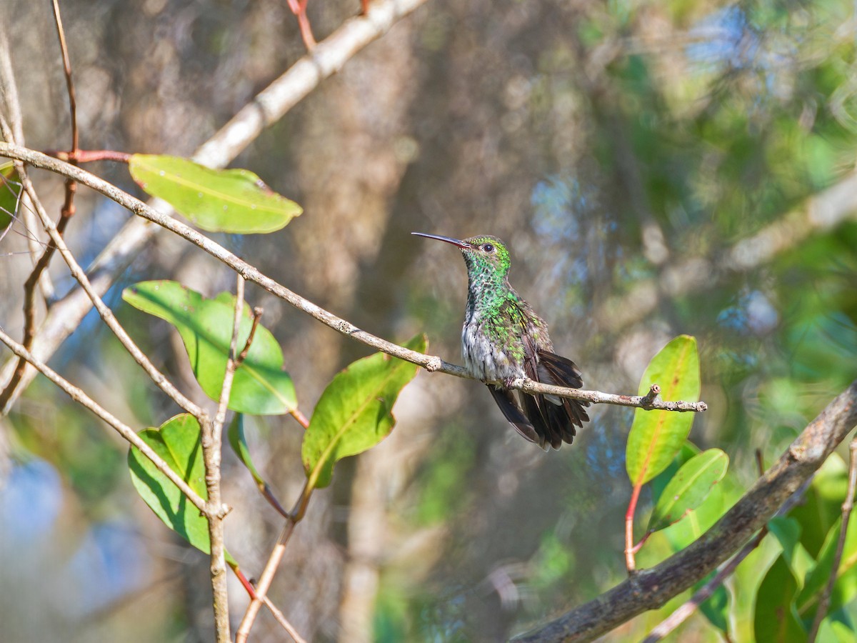 Аріан венесуельський - ML620838949