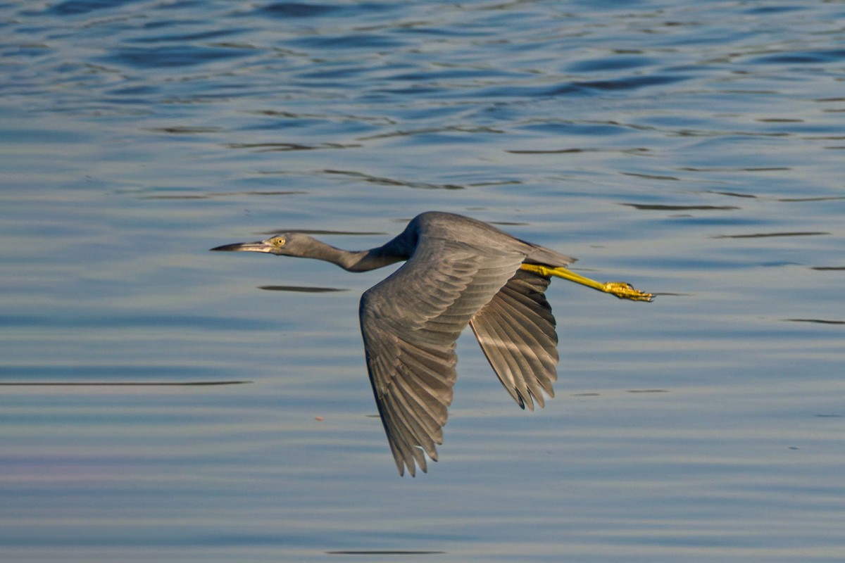 Чепура блакитна - ML620838962