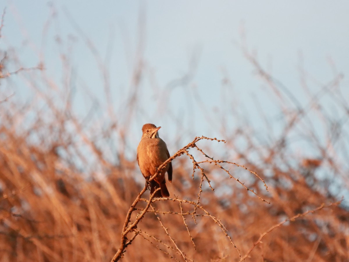 Great Shrike-Tyrant - ML620838963