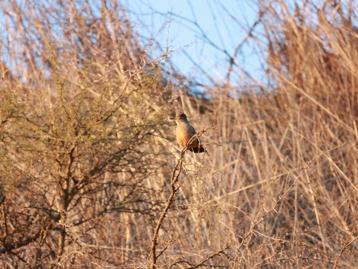 Great Shrike-Tyrant - ML620838964