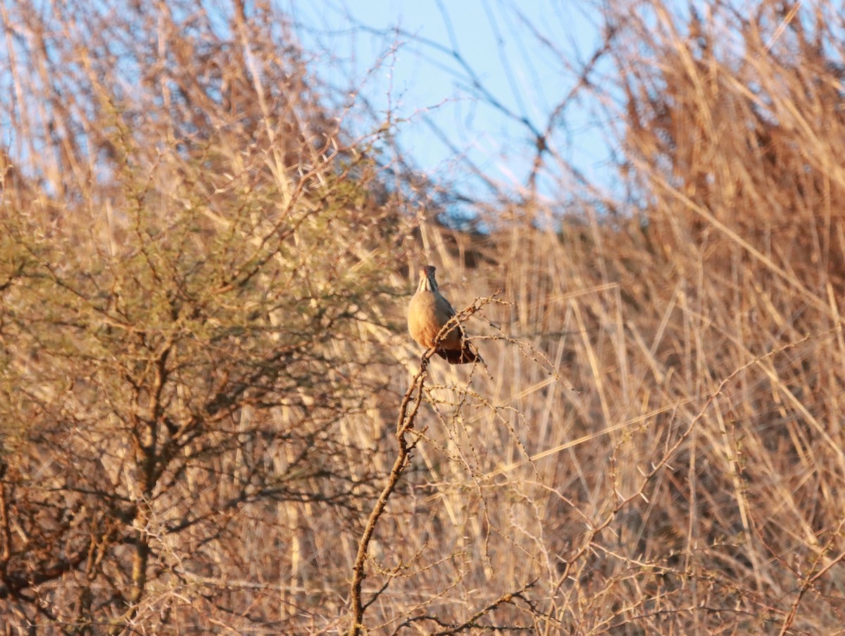 Great Shrike-Tyrant - ML620838965