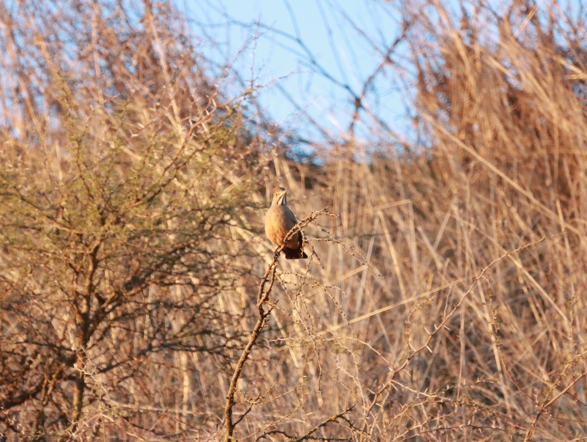 Great Shrike-Tyrant - ML620838967