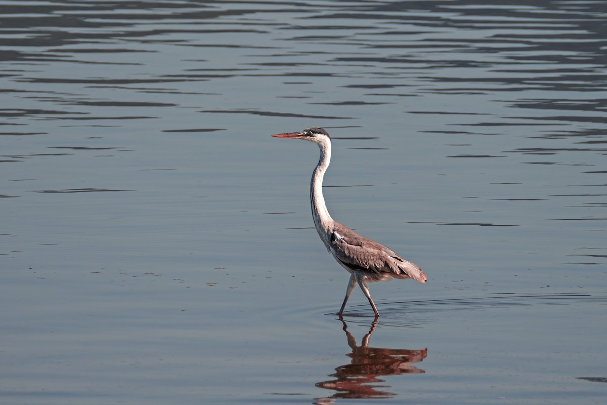 Чапля-кокої - ML620838971