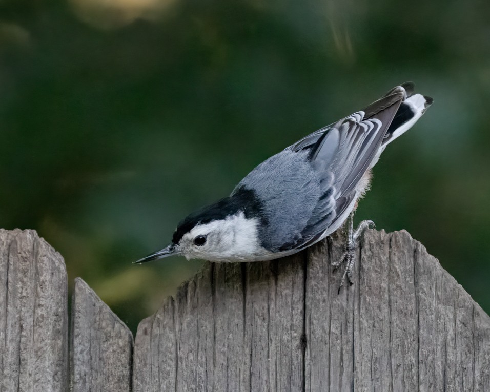White-breasted Nuthatch - ML620838975