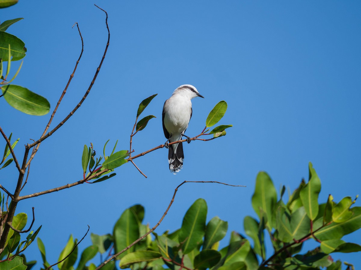 Віюдита біла - ML620838990