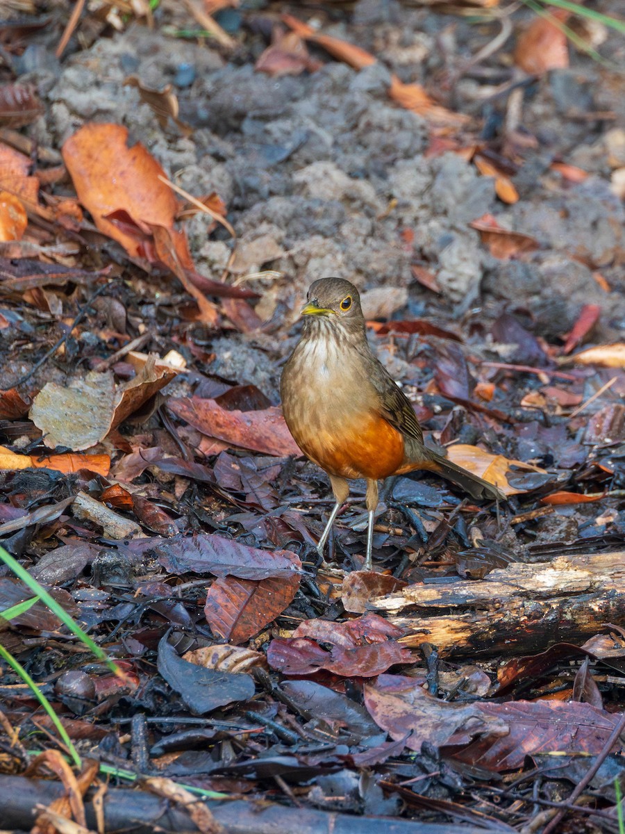 Дрізд рудочеревий - ML620839026