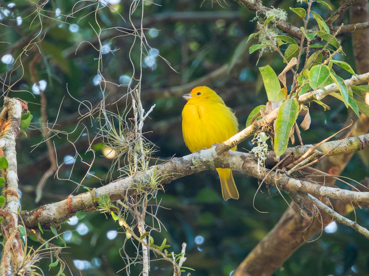 Saffron Finch - ML620839045