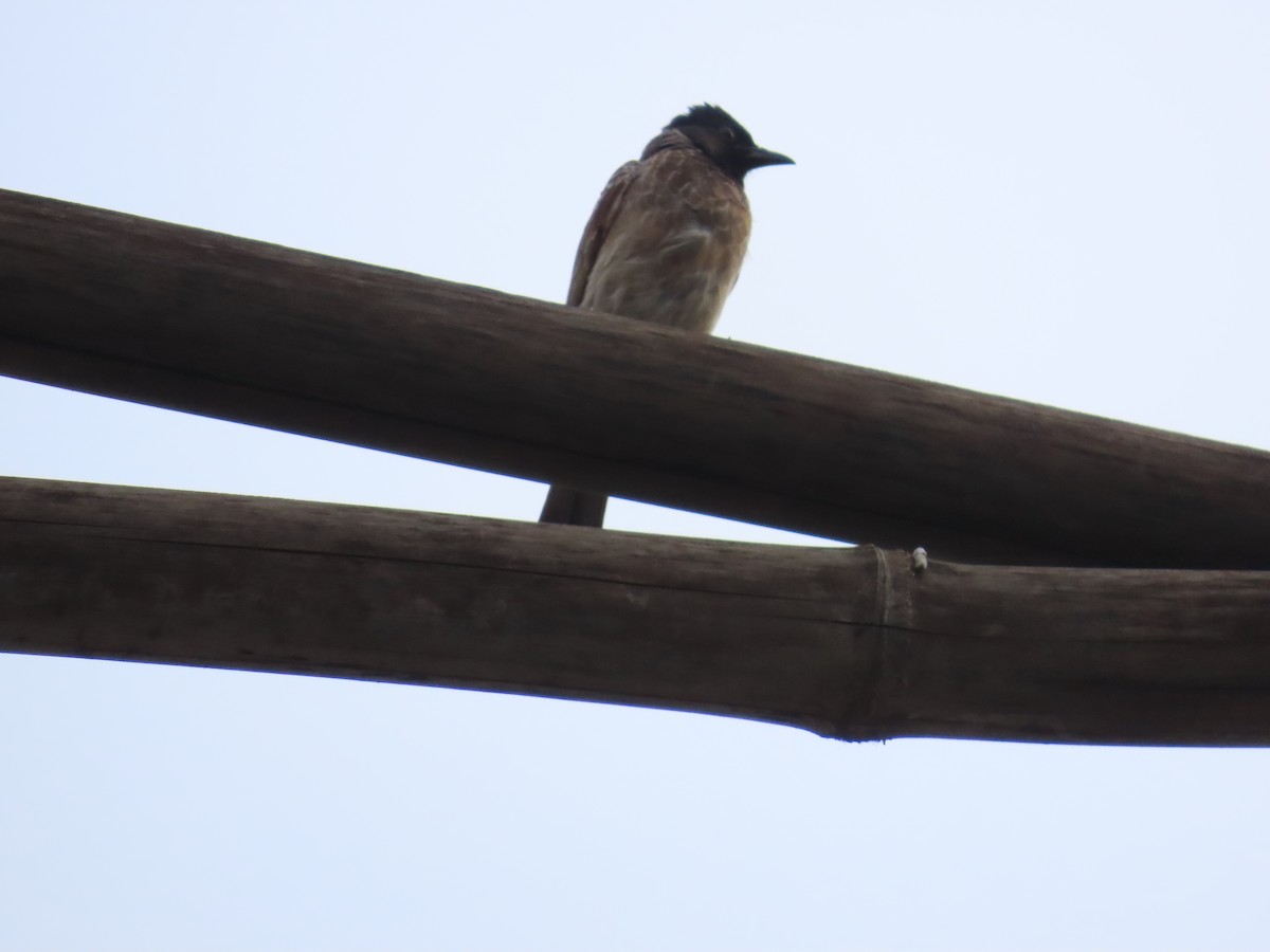Red-vented Bulbul - ML620839054