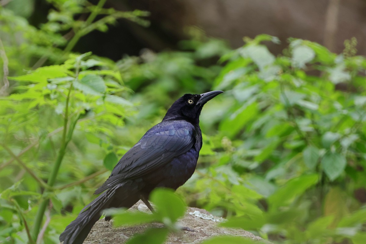 Great-tailed Grackle - ML620839075