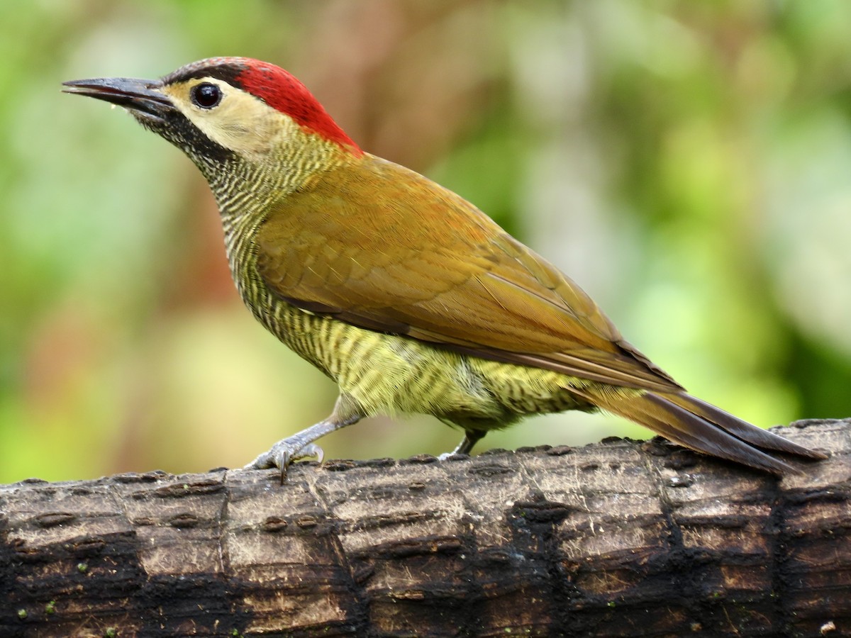 Golden-olive Woodpecker (rubripileus) - ML620839132