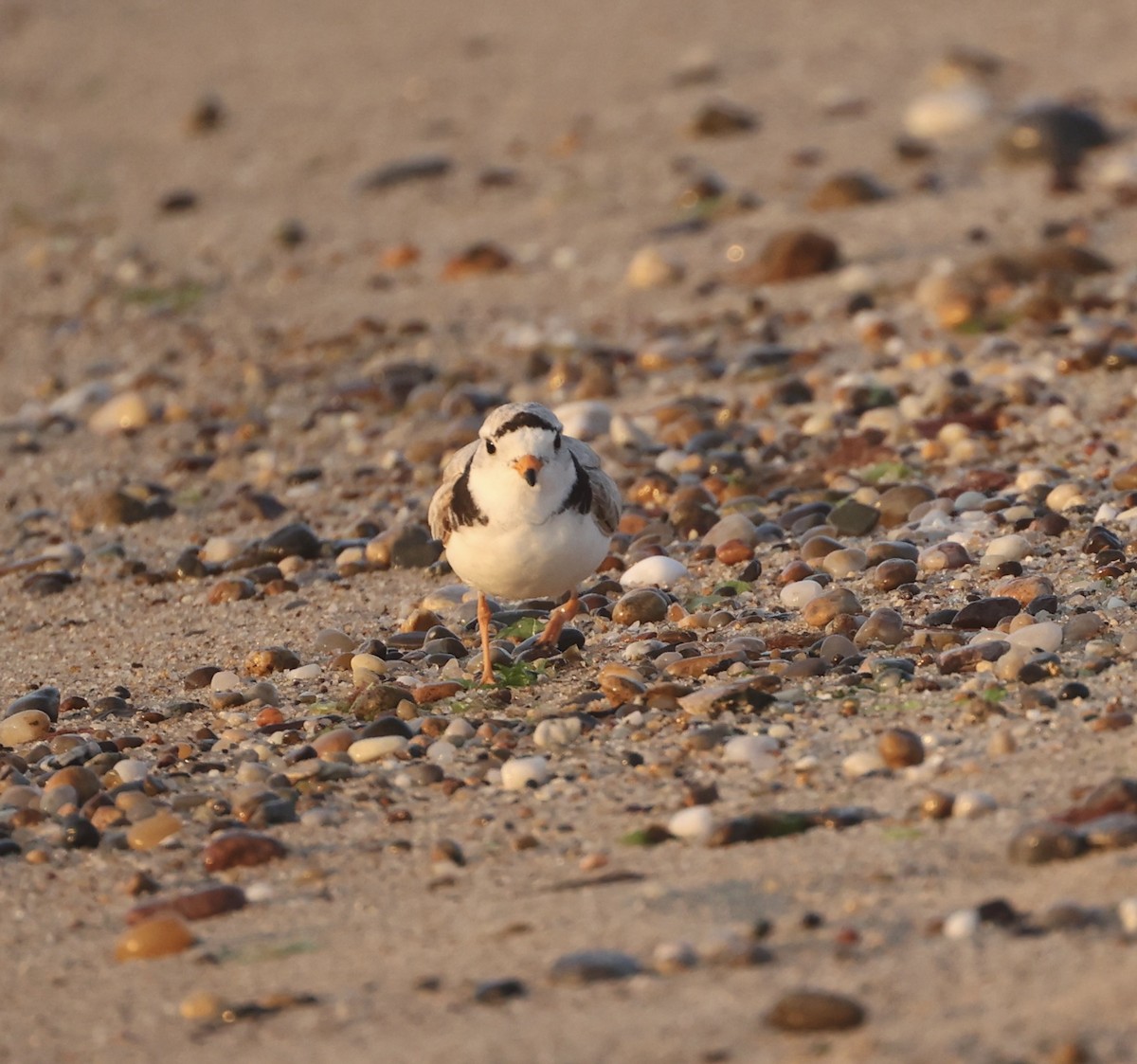 Piping Plover - ML620839139