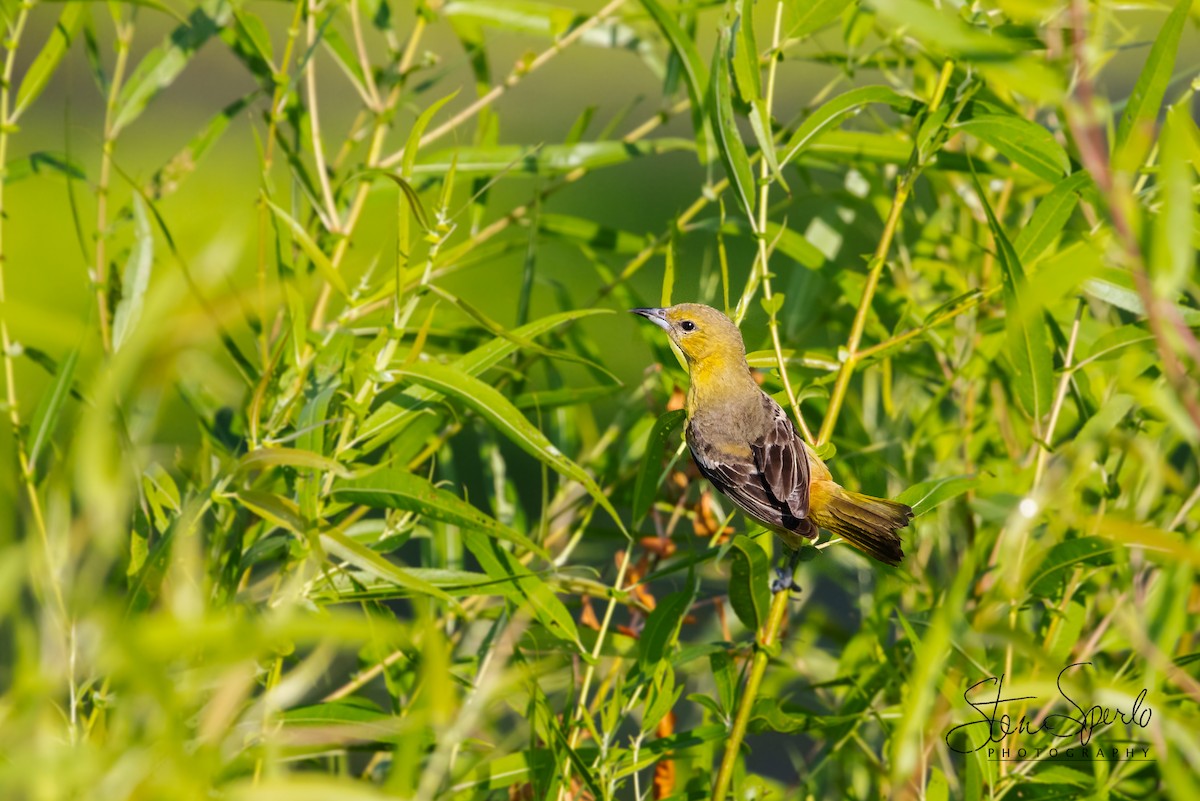 Orchard Oriole - ML620839148