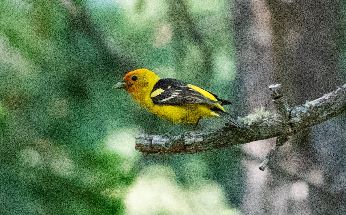 Western Tanager - ML620839165