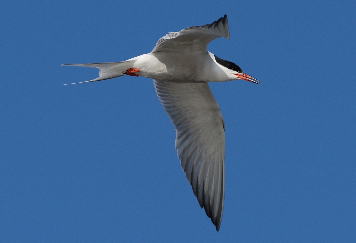 Common Tern - ML620839166