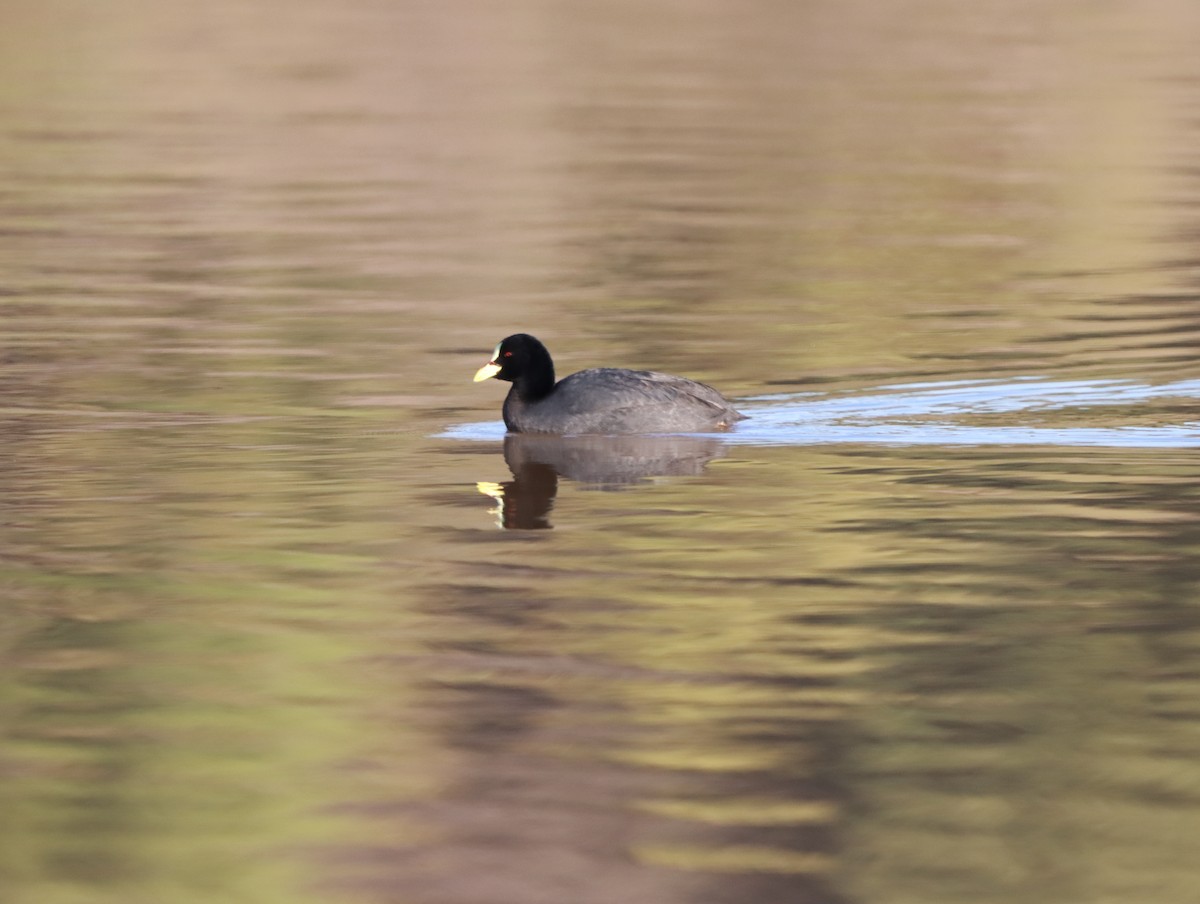 Red-gartered Coot - ML620839233