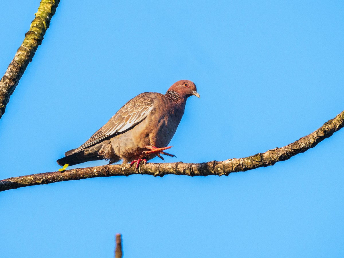 Голуб аргентинський - ML620839260