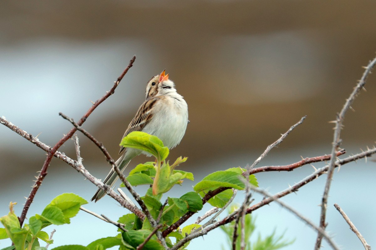 Clay-colored Sparrow - ML620839263
