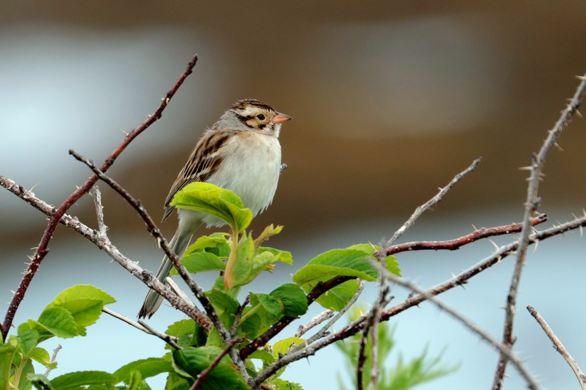Clay-colored Sparrow - ML620839264