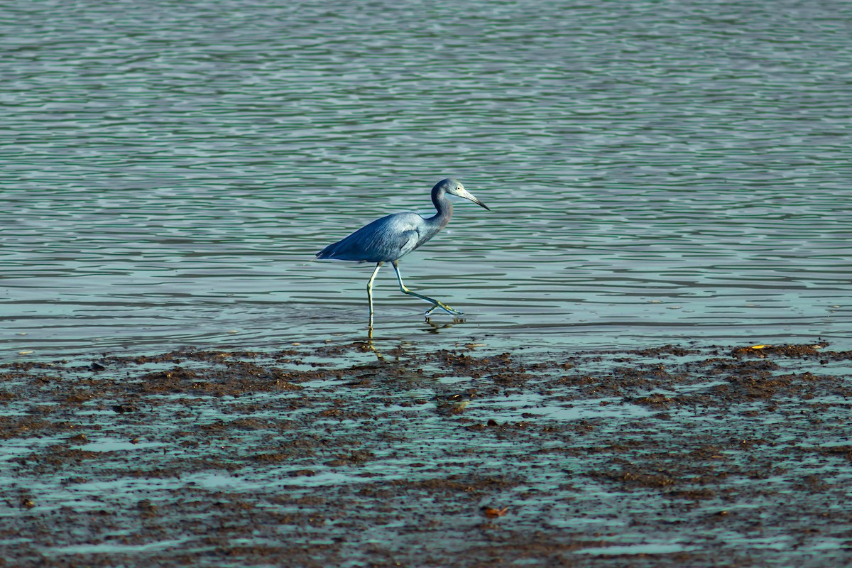 Чепура блакитна - ML620839265